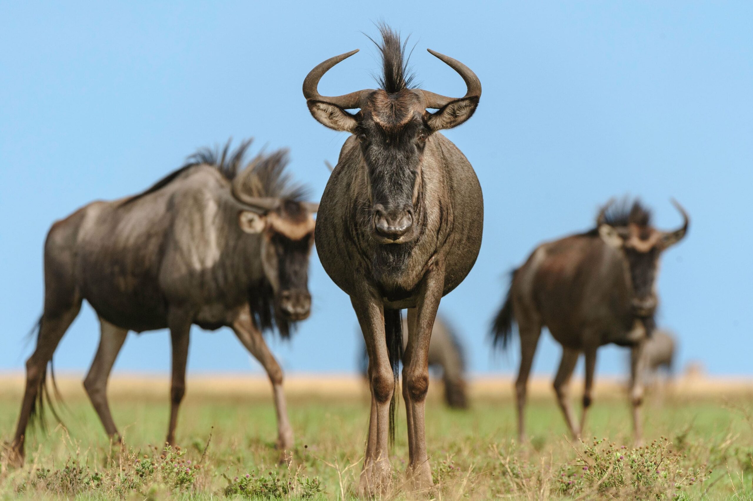 Three bulls on the praire in Liuwa