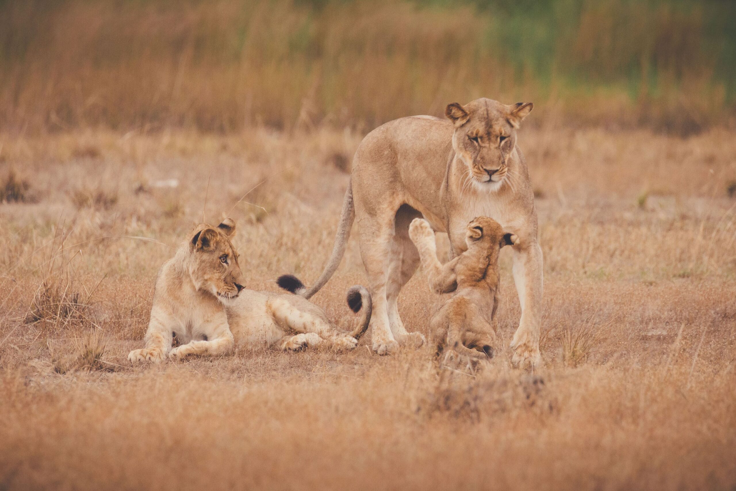 A mother and father cougar with their cub on the plain in Liuwa national park