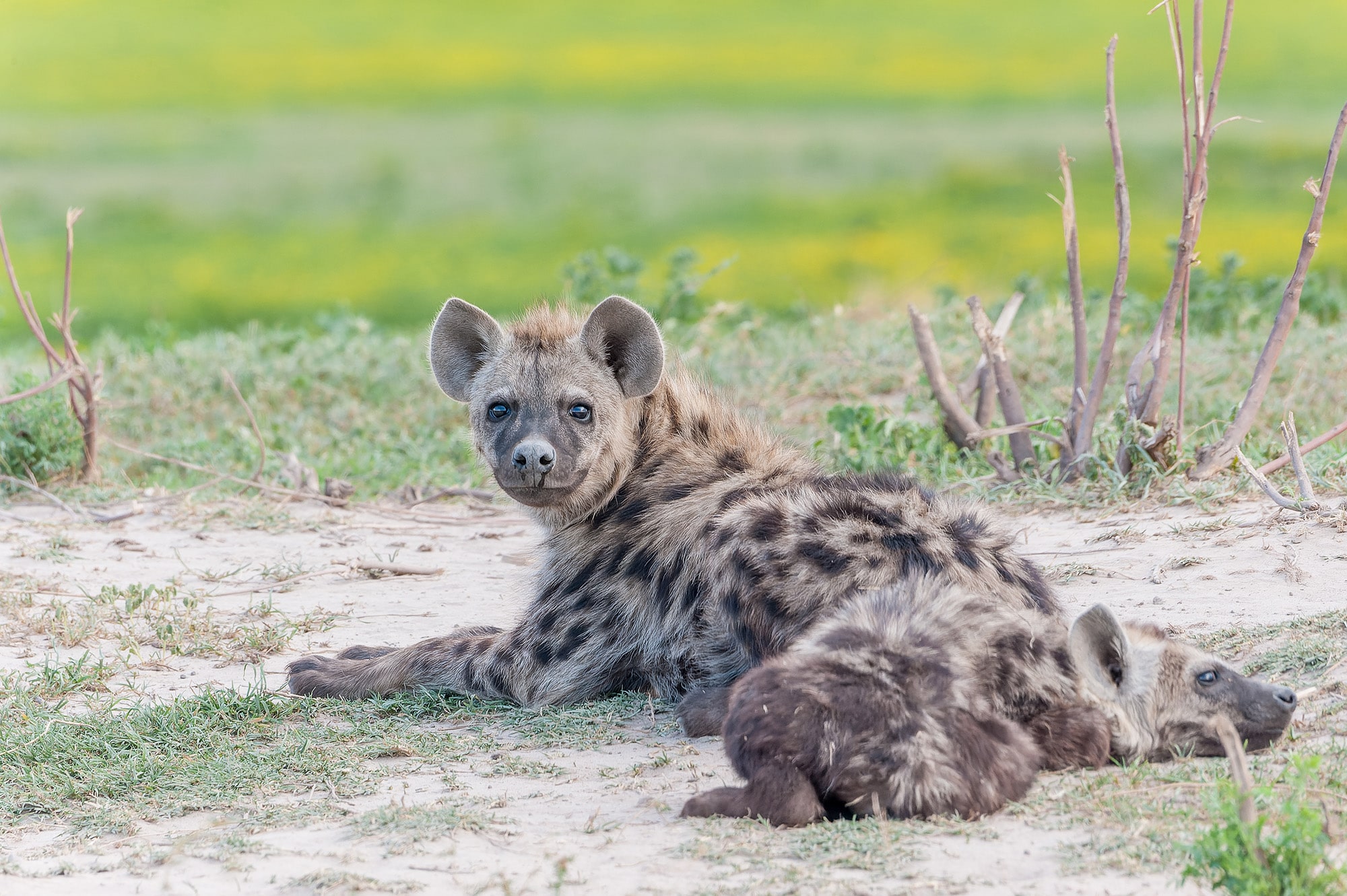 Spotted Hyenas laying in a dirt patch in Liuwa Plain National Park