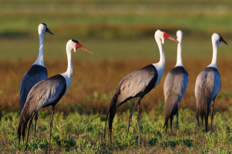 Storks wandering on the plain in Liuwa National Park