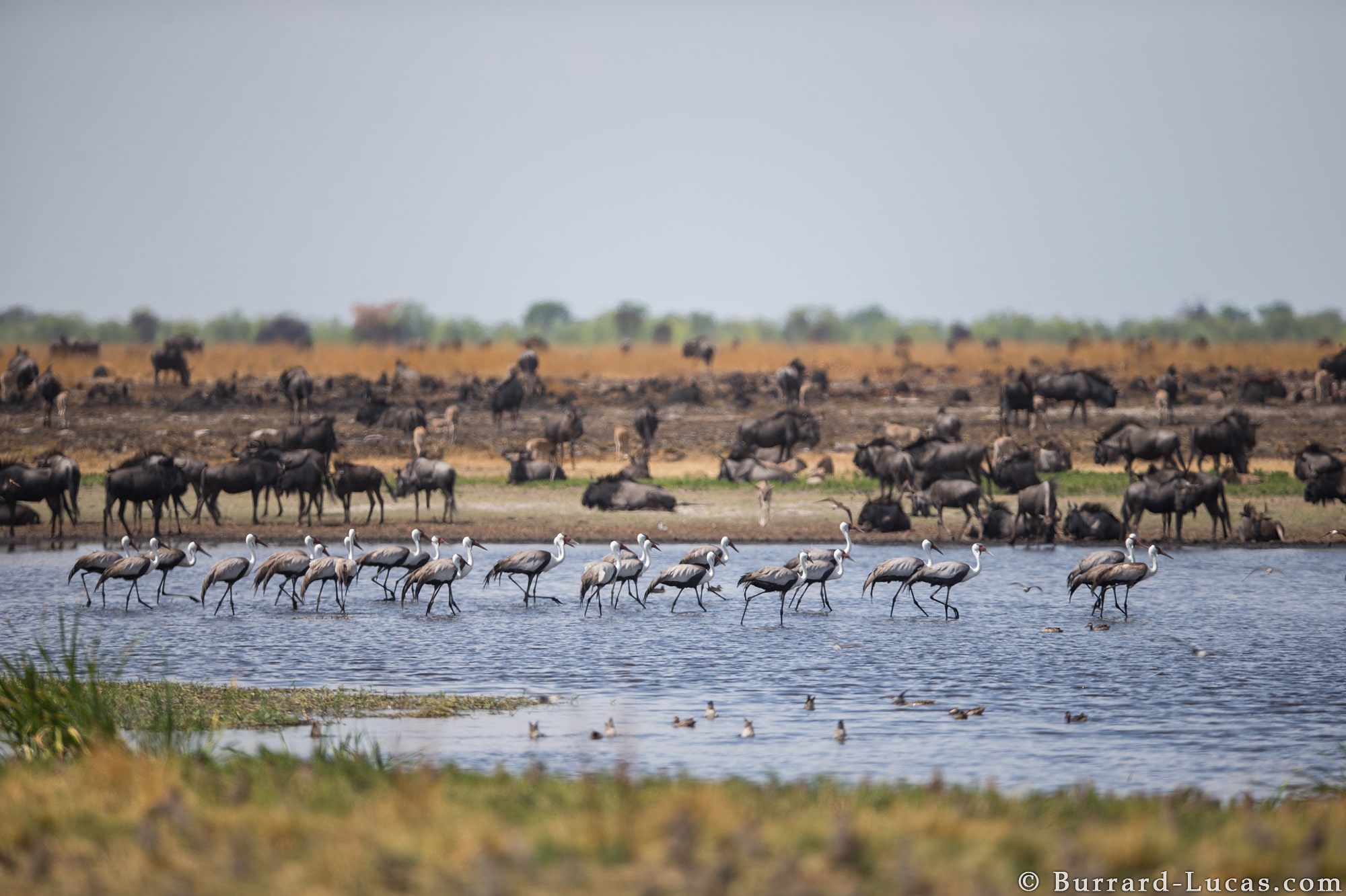 Storks and wildebeests in the water and on the plain in Liuwa