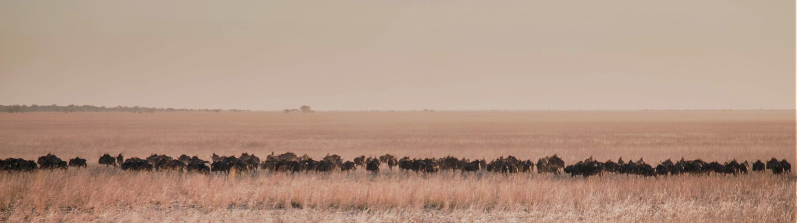 Wildebeasts running on the plain in Liuwa Plain National Park