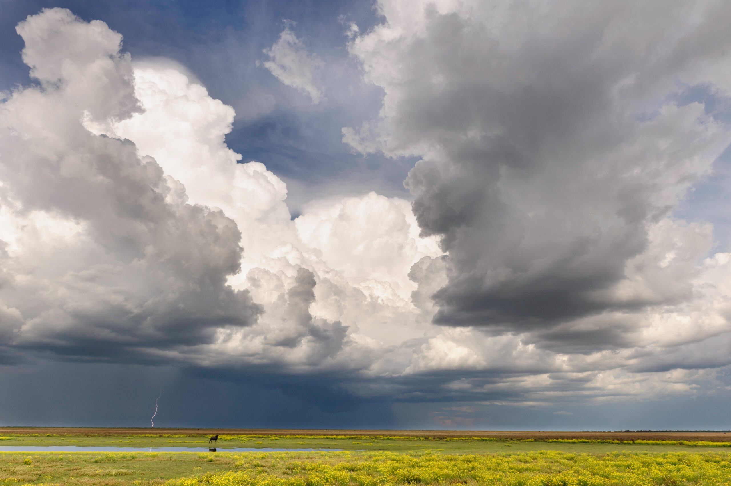 Lone animal on the plain near water with lightning and ominous skies overhead
