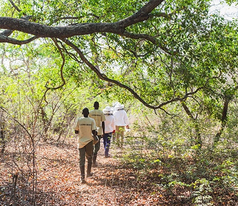 Walking guides with people walking in Liuwa Plain