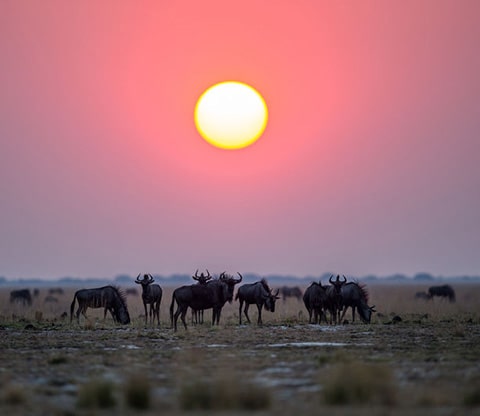 Wildebeasts on the plain as the sun is setting on the horizon.